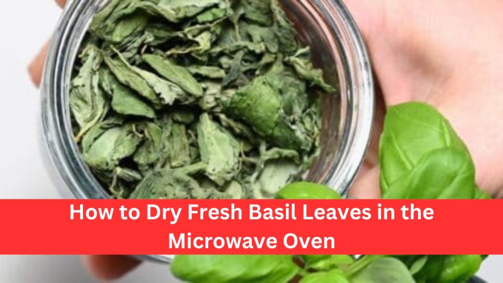 How to Dry Fresh Basil Leaves in the Microwave Oven