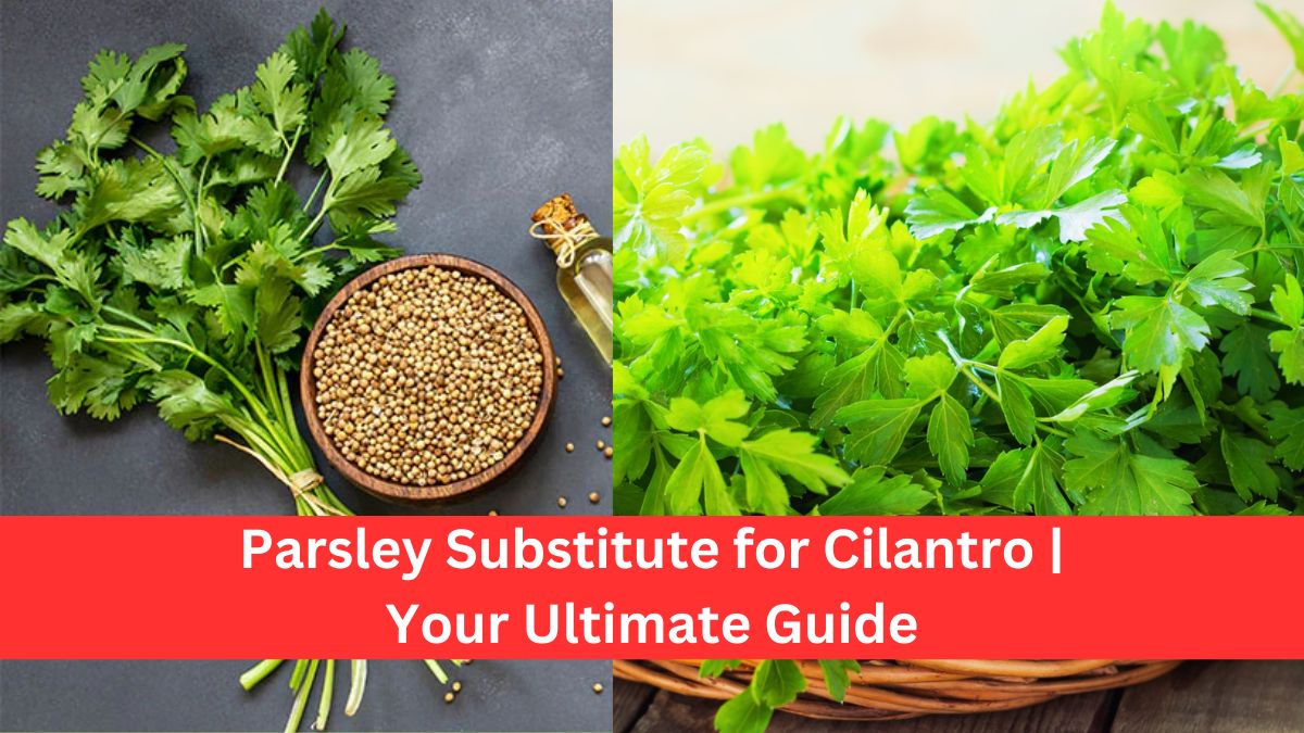 Parsley Substitute for Cilantro: Your Ultimate Guide
