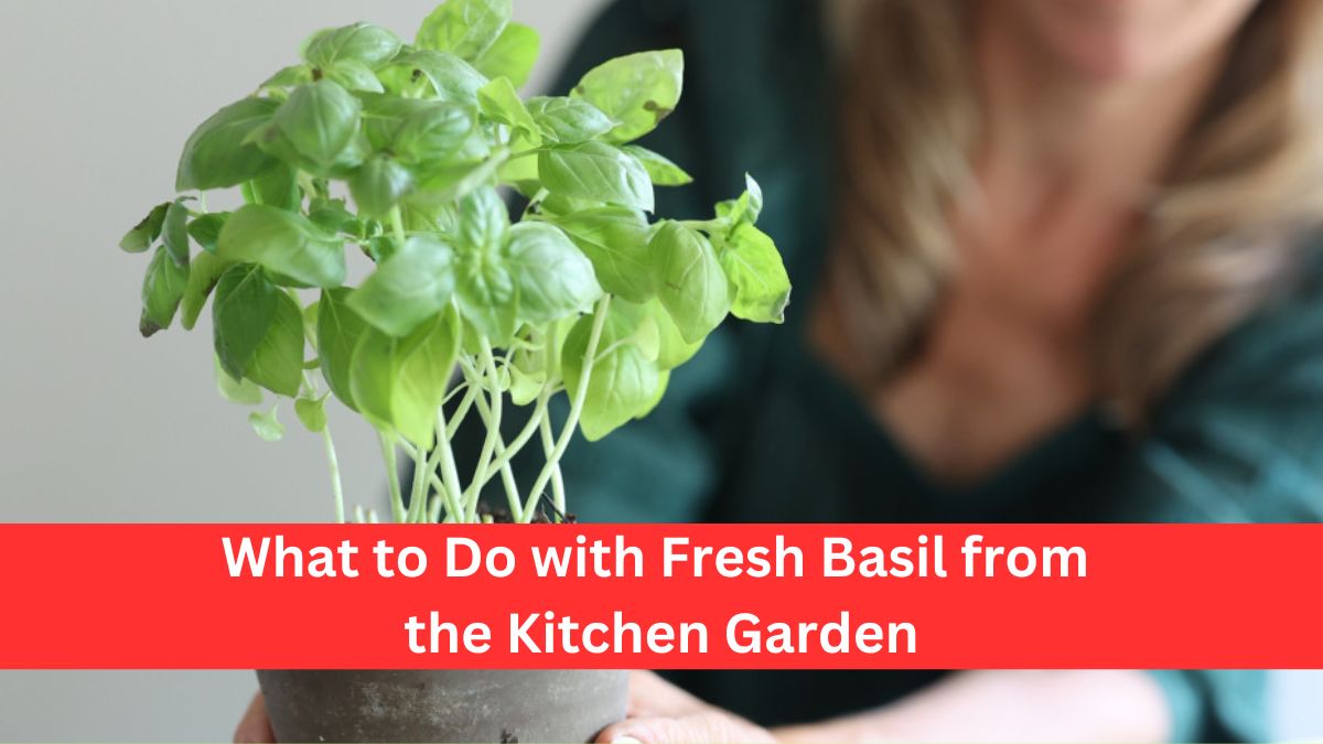What to Do with Fresh Basil from the Kitchen Garden