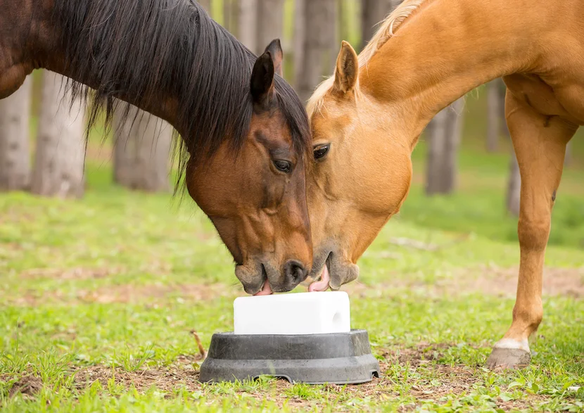 Garlic Salt Blocks for Horses