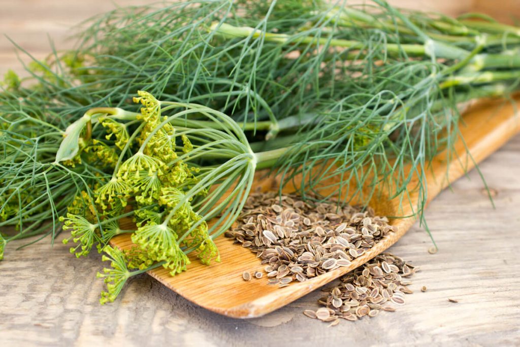 How to Harvest and Keep Dill Fresh