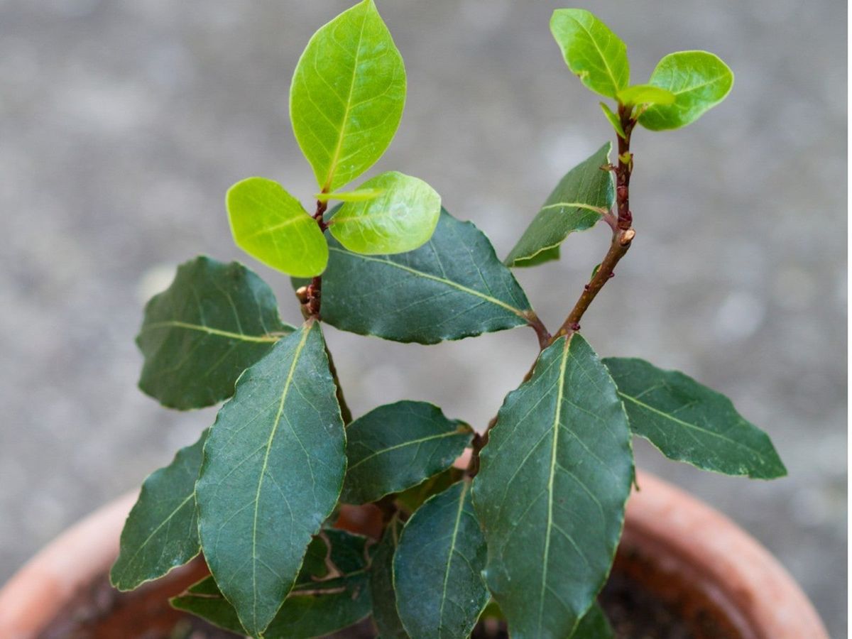 How to grow bay leaf plant at home from seed