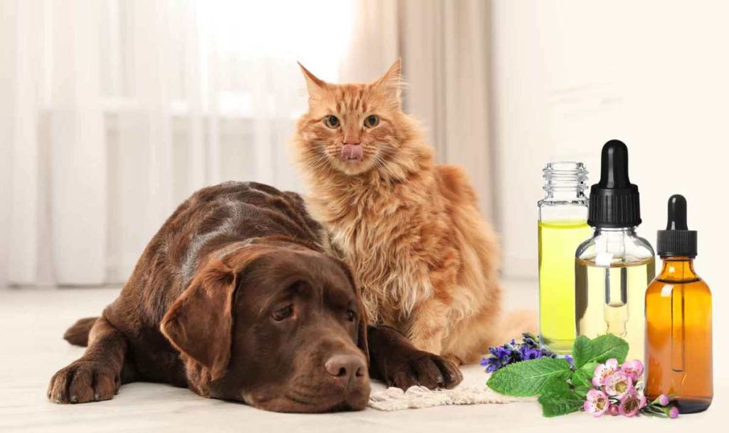 Is Lemongrass Oil Safe for Dogs and Cats to Smell