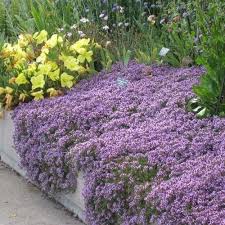 Planting Creeping Thyme Seeds: A Comprehensive Guide for a Thriving Garden