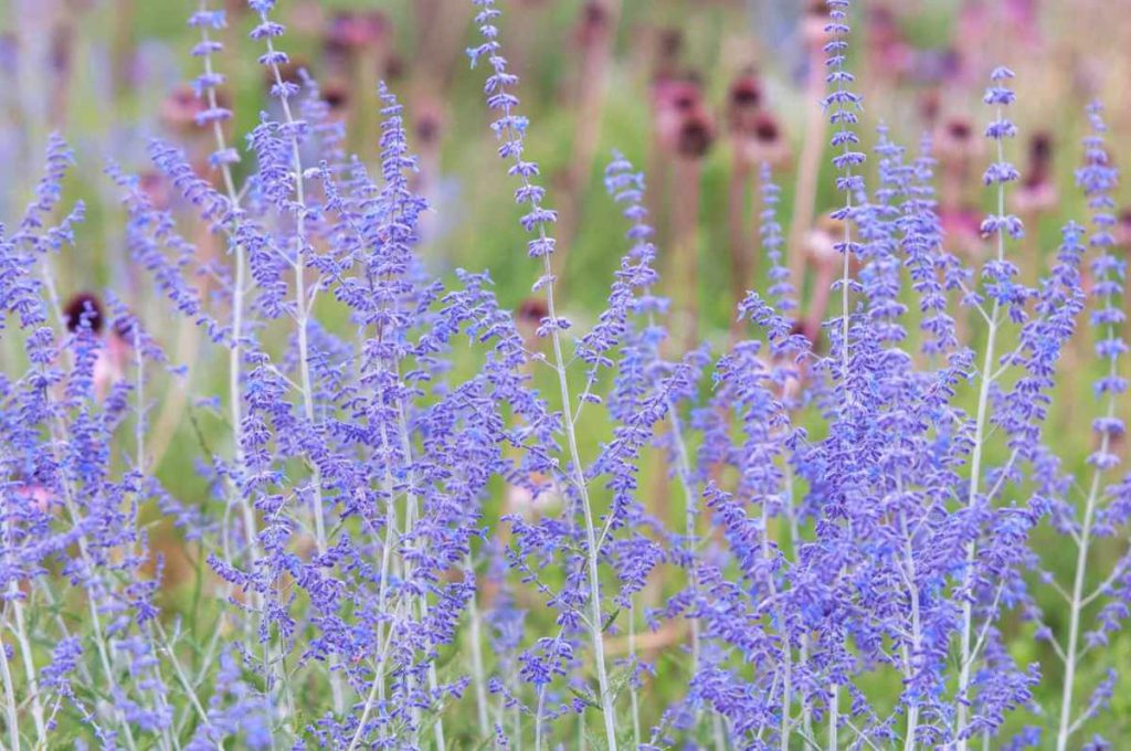 Russian Blue Sage Plant Benefits and Side Effects