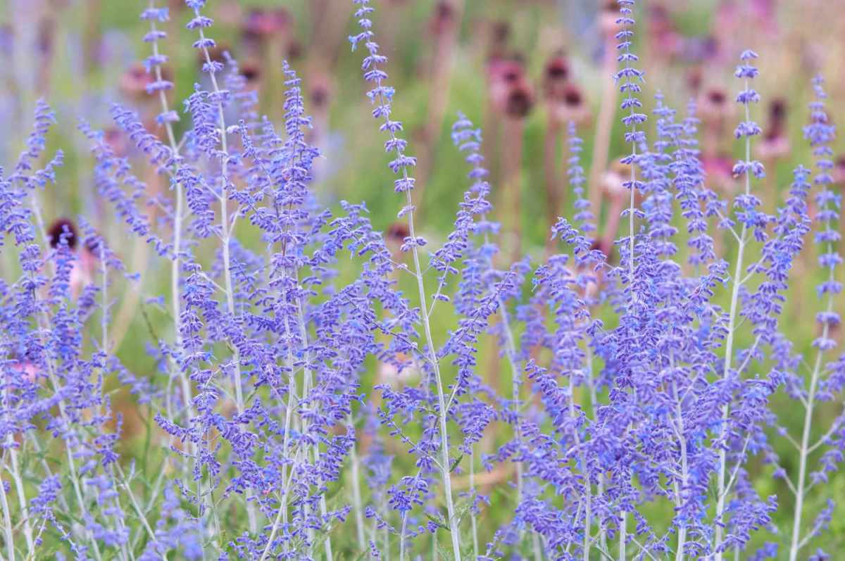 Russian Blue Sage Plant Benefits and Side Effects