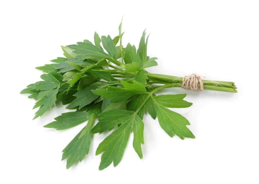 Top 15 Lovage Benefits and Side Effects