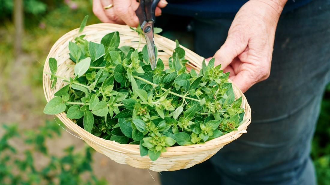 What to Do with Fresh Oregano Leaves