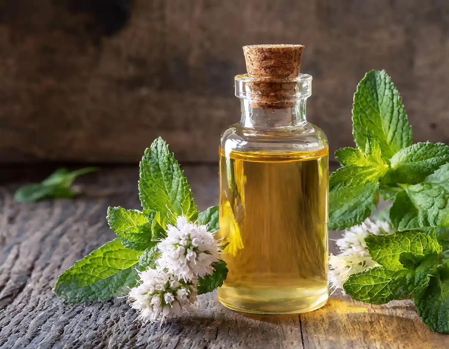 Peppermint Oil Benefits and Side Effects