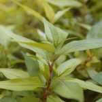 Top 20 Vietnamese Coriander Leaves Health Benefits