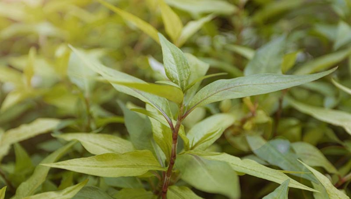 Top 20 Vietnamese Coriander Leaves Health Benefits